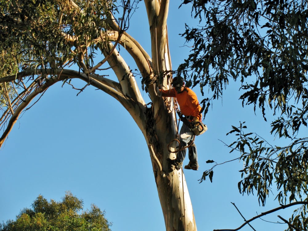 2022 Tree Lopping Cost Guide Find tree loppers iseekplant iseekplant